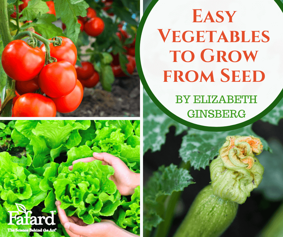 Easy Vegetables to Grow from Seed