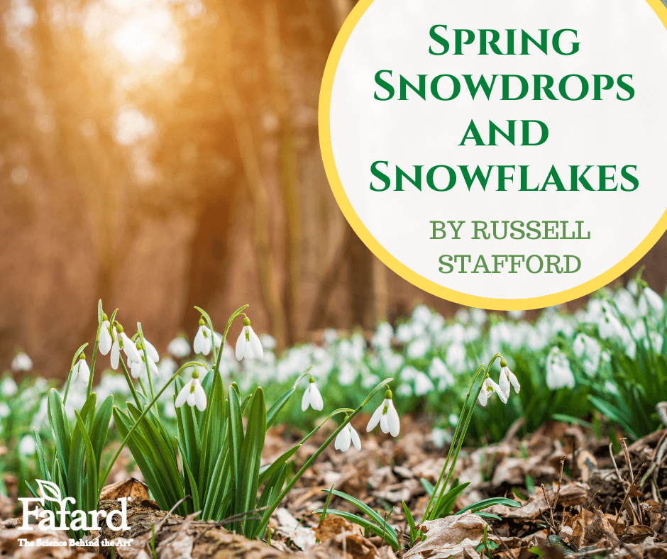 Spring Snowdrops and Snowflakes