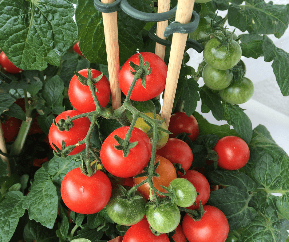 Scarlet Eggplant, Mock Tomato Mini Pumpkins, Japanese Golden Eggs