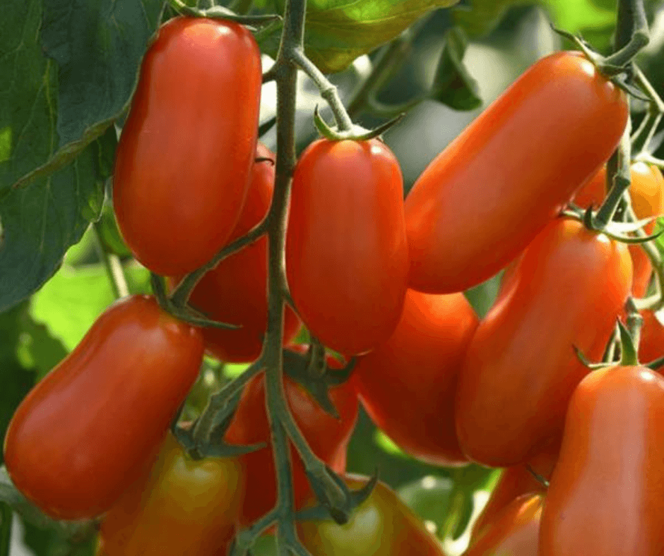 Nature's Fresh - Beefsteak tomatoes, aptly named for their large size and  meaty texture. They have a classic tomato flavor, however, depending upon  the variety, they can also be sweet to the