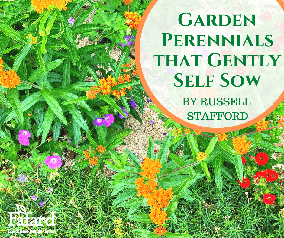 Garden Perennials that Gently Self Sow