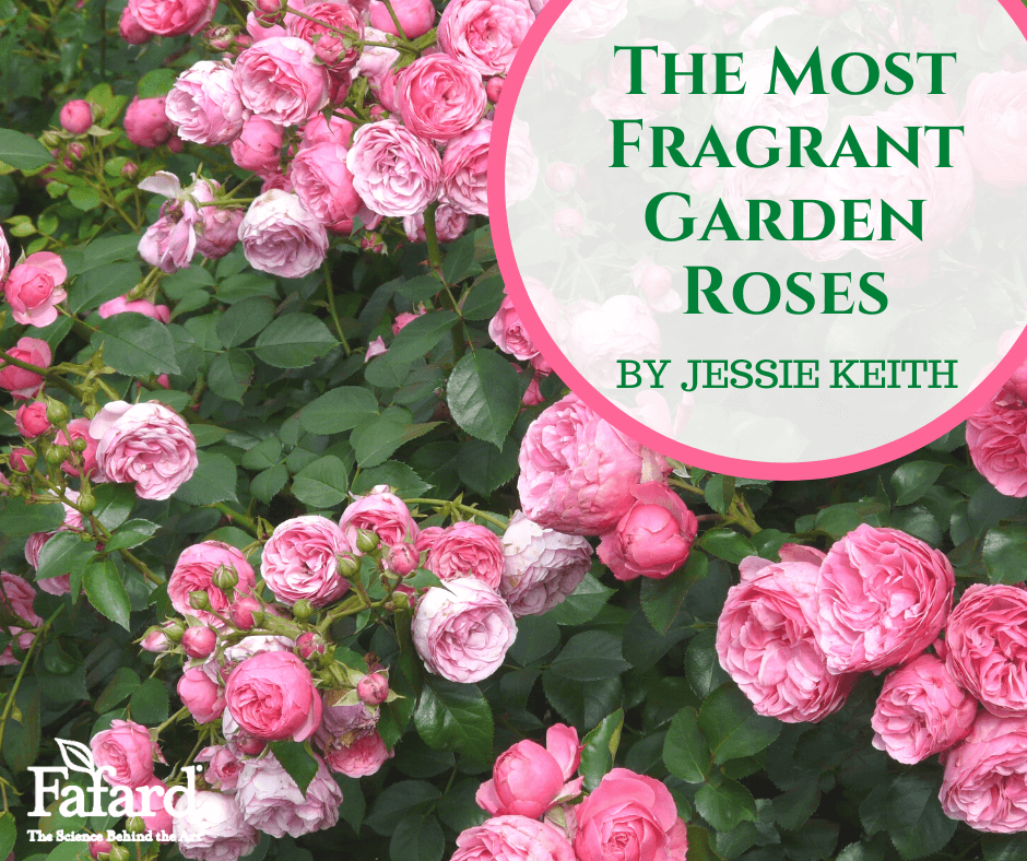 The Most Fragrant Garden Roses