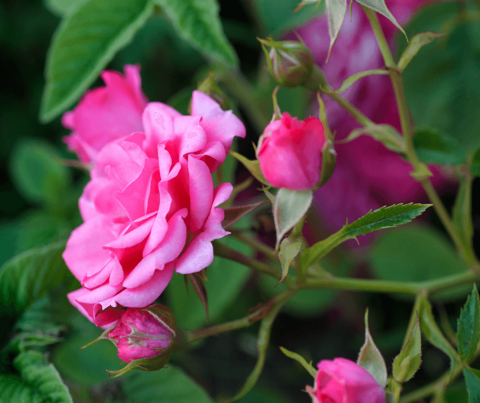 Fragrant Rose Trees