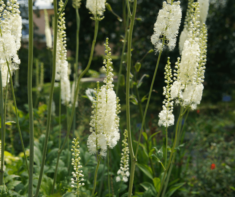 White deals perennial flowers