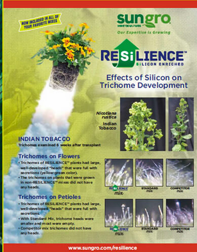 Resilience helps trichome development