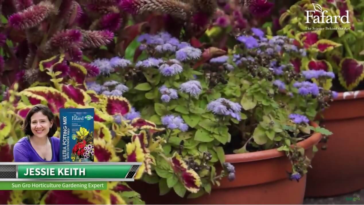 Fafard Ultra Potting Mix with Extended Feed Video Ad