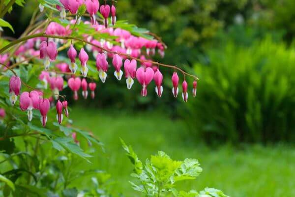 Best Shade Perennials For East Coast Gardens Fafard