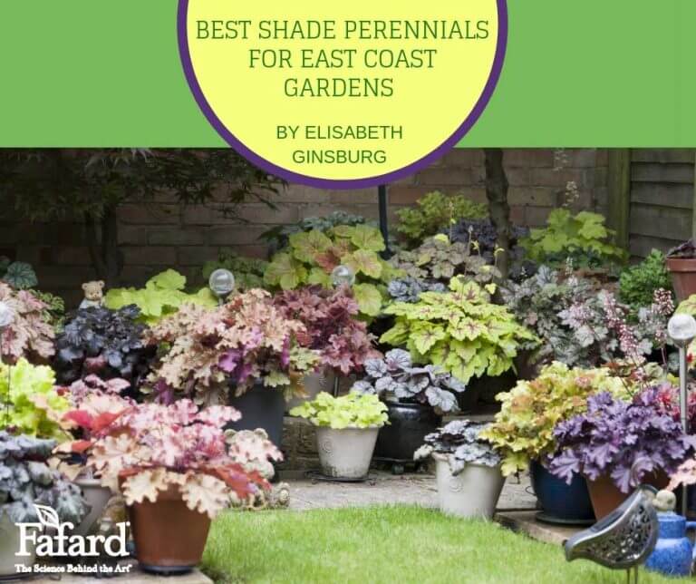 Best Shade Perennials for East Coast Gardens Fafard