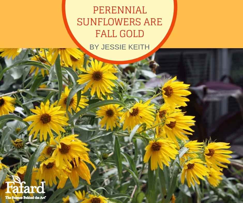 Perennial Sunflowers are Fall Gold Fafard