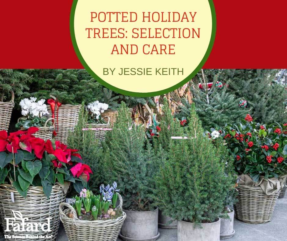 Potted Holiday Trees Selection and Care Fafard