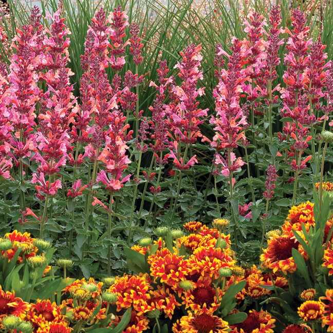 Flower Traits for Pollinators Understanding Pollination Syndromes Fafard