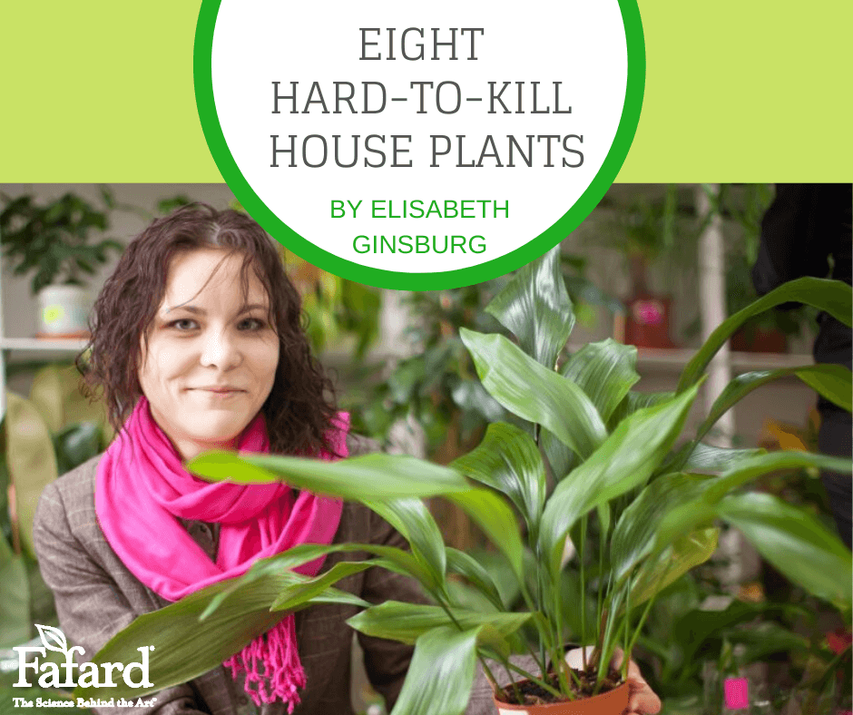 Eight HardtoKill House Plants Fafard