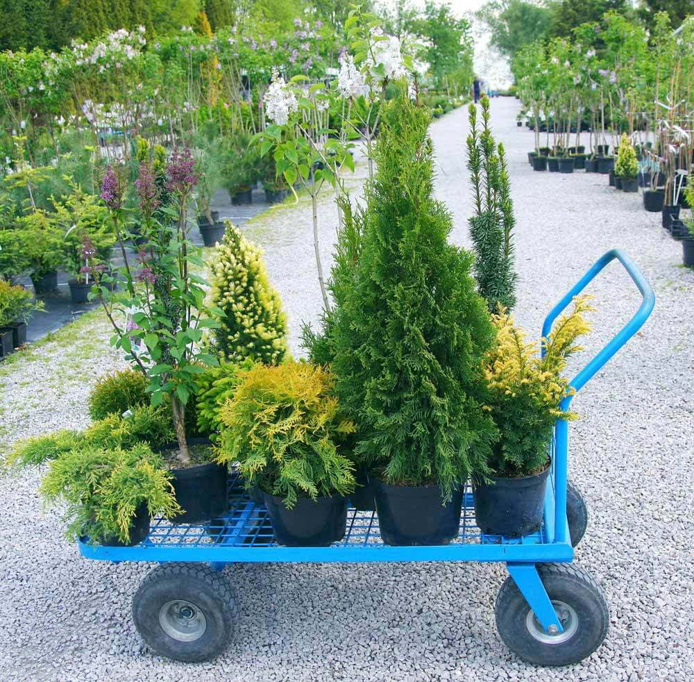 The Best Shrubs for Container Gardens Fafard