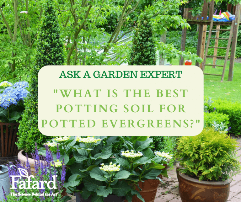 What is the Best Potting Soil for Potted Evergreens? Fafard