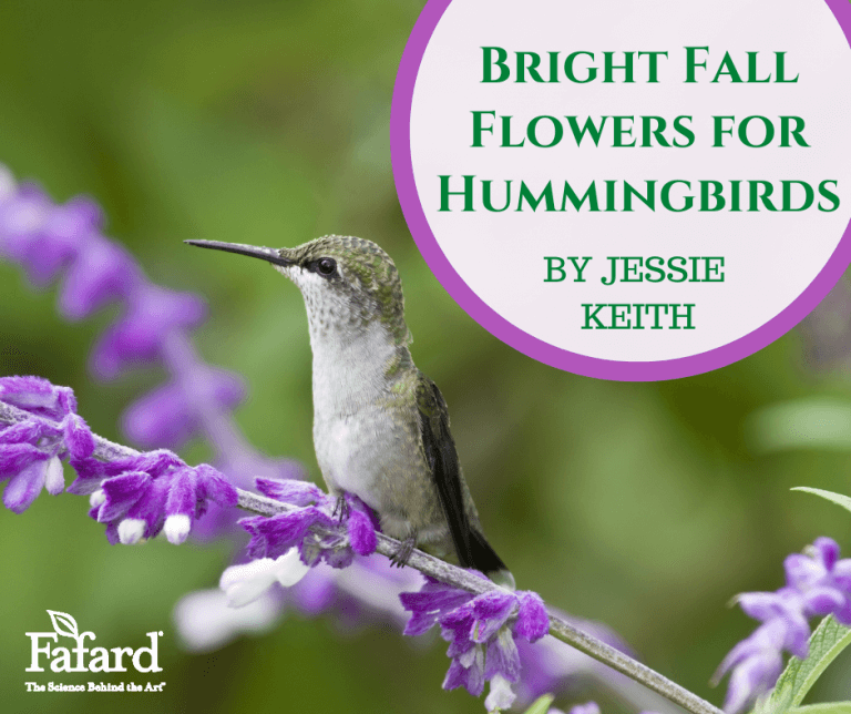 Bright Fall Flowers for Hummingbirds Fafard