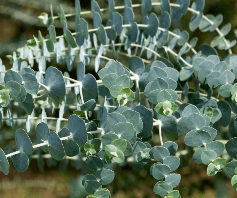 Growing Fragrant Eucalyptus Indoors – Fafard