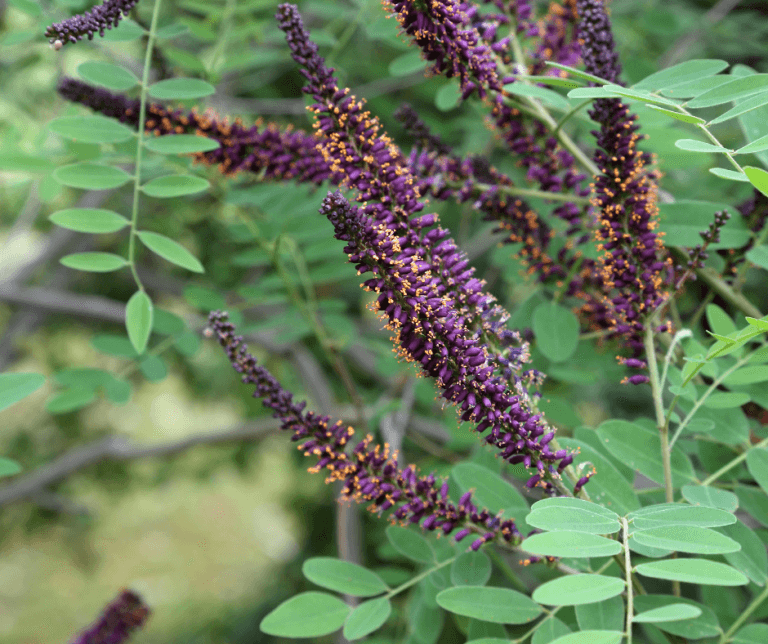 Five Stellar US Native Shrubs for Pollinators and Wildlife Fafard