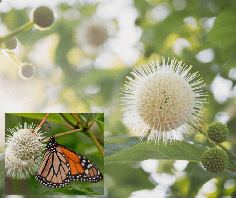 Five Stellar US Native Shrubs for Pollinators and Wildlife Fafard