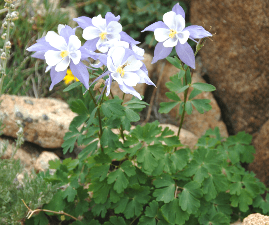 Spur on Pollinators with Columbine Flowers Fafard