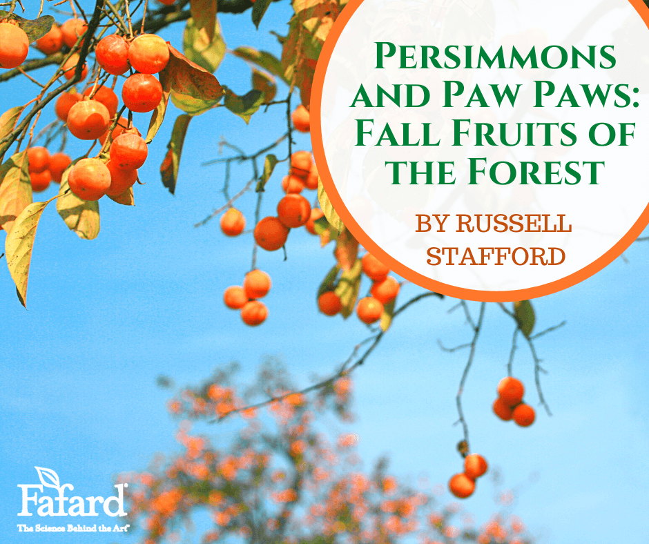 Persimmons and Paw Paws: Fall Fruits of the Forest