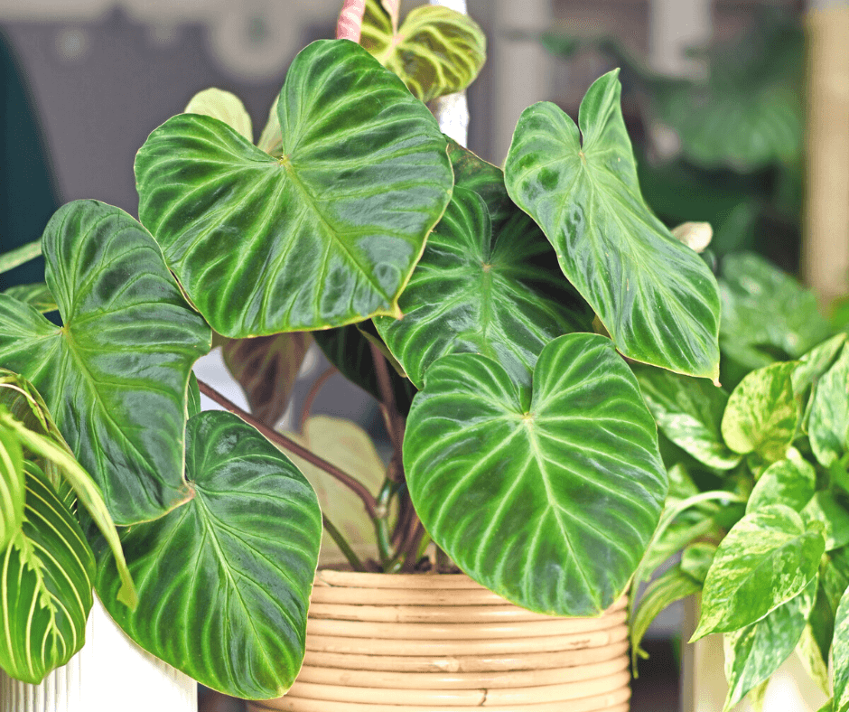 Eight MustHave Philodendrons For House Plant Lovers Fafard