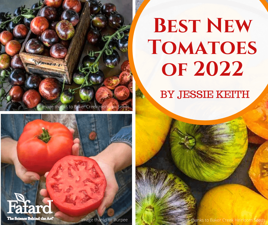 Best New Tomatoes of 2022 Fafard Best New Tomatoes of 2022 Fafard