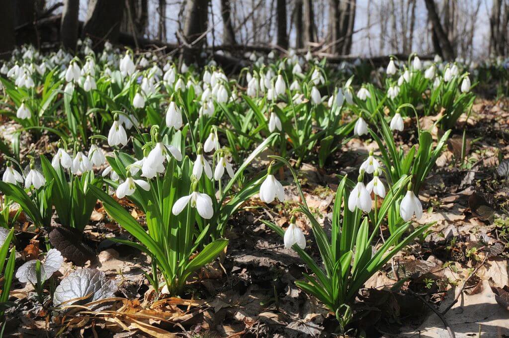 Spring Snowdrops and Snowflakes Fafard