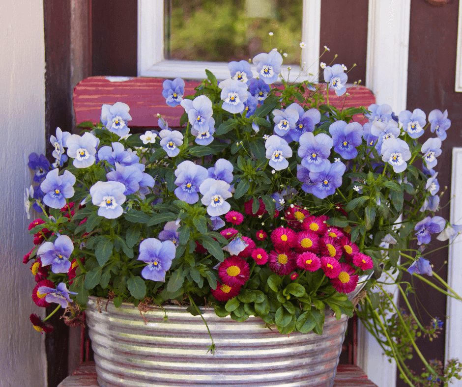 Spring Container Garden Tips Fafard 5595