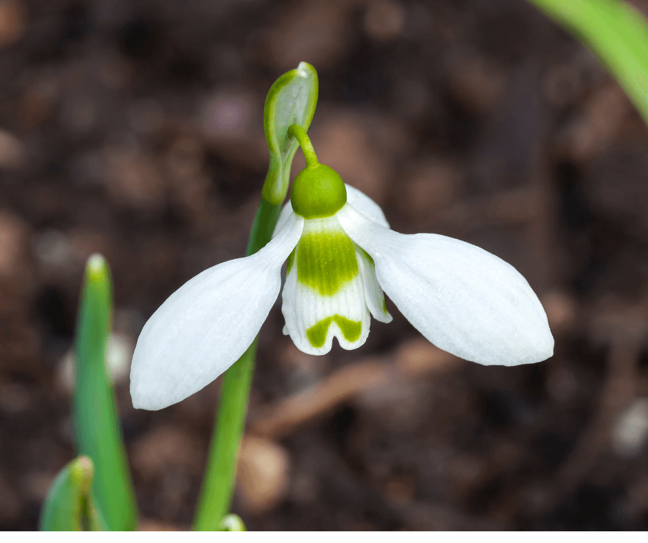 Spring Snowdrops and Snowflakes Fafard