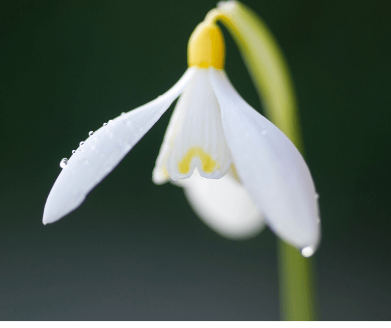 Spring Snowdrops and Snowflakes Fafard