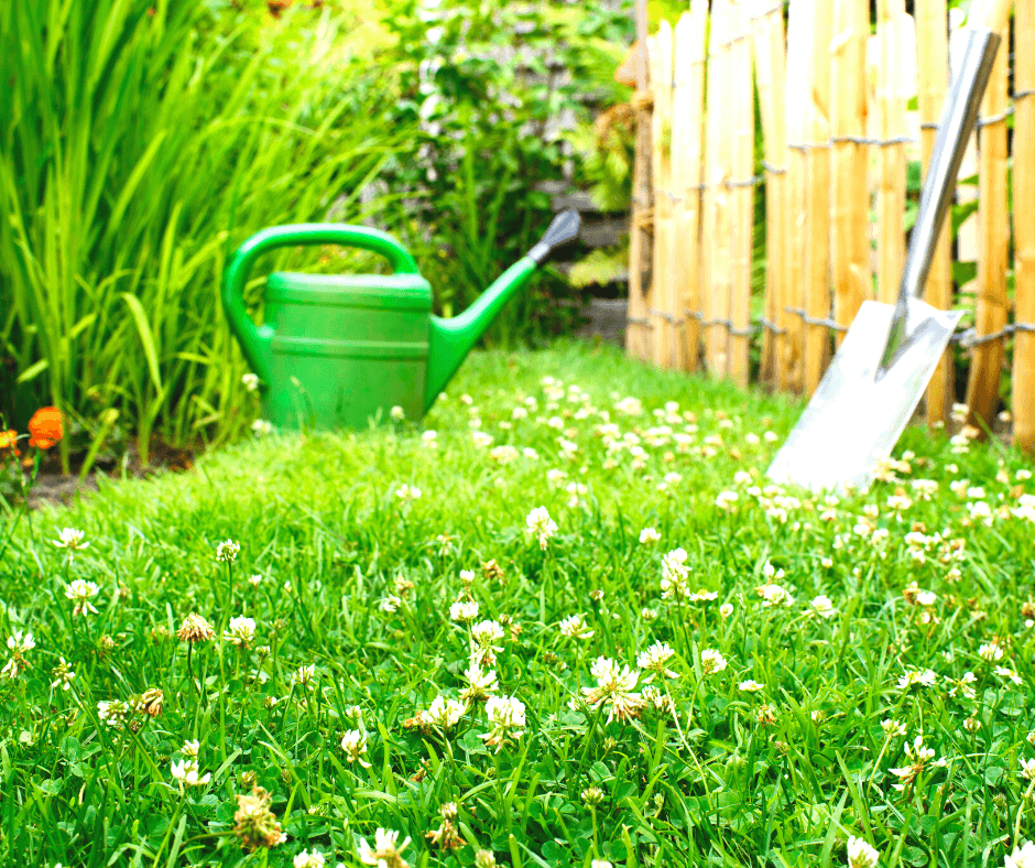 How to Establish Lawn Grass in The Spring Fafard