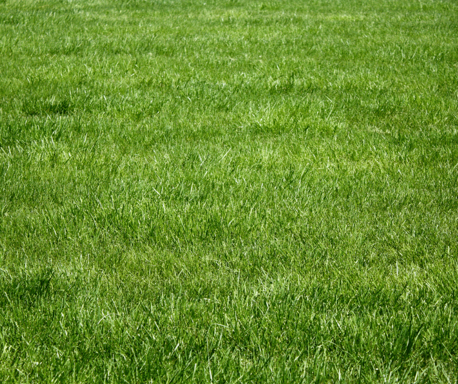 How to Establish Lawn Grass in The Spring Fafard