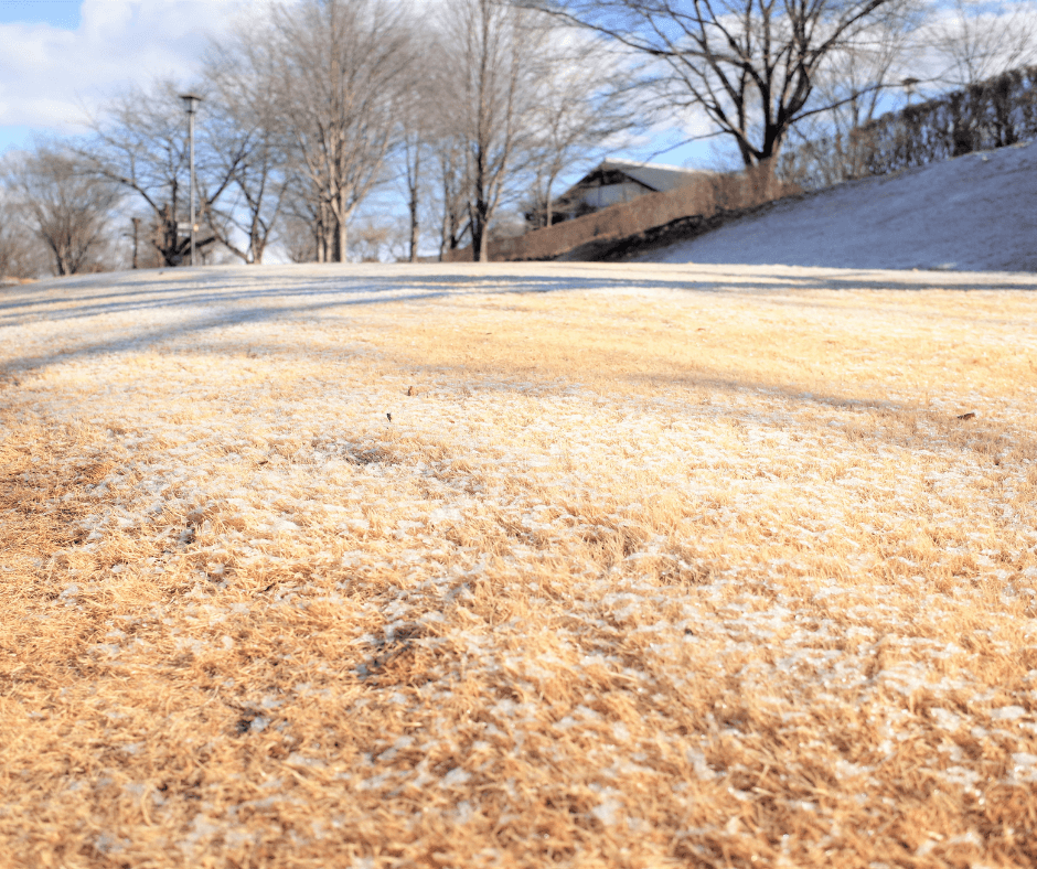 How to Establish Lawn Grass in The Spring Fafard