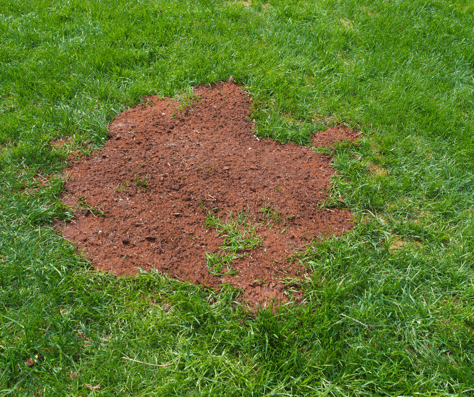 How to Establish Lawn Grass in The Spring Fafard