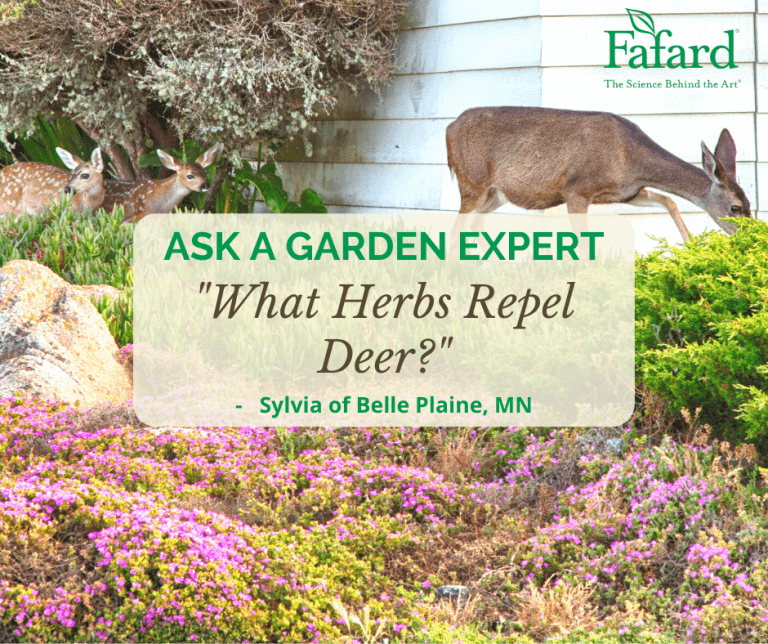 What Herbs Repel Deer? – Fafard