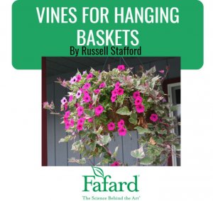 Vines for Hanging Baskets