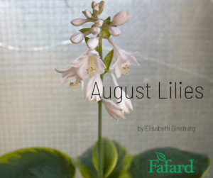 summer flowers – Fafard