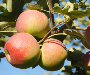 When the Gala apples are ripe, you know summer is almost over – Live Earth  Farm