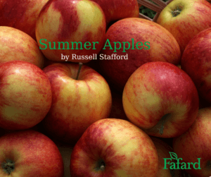 Early Fuji Apples Information and Facts