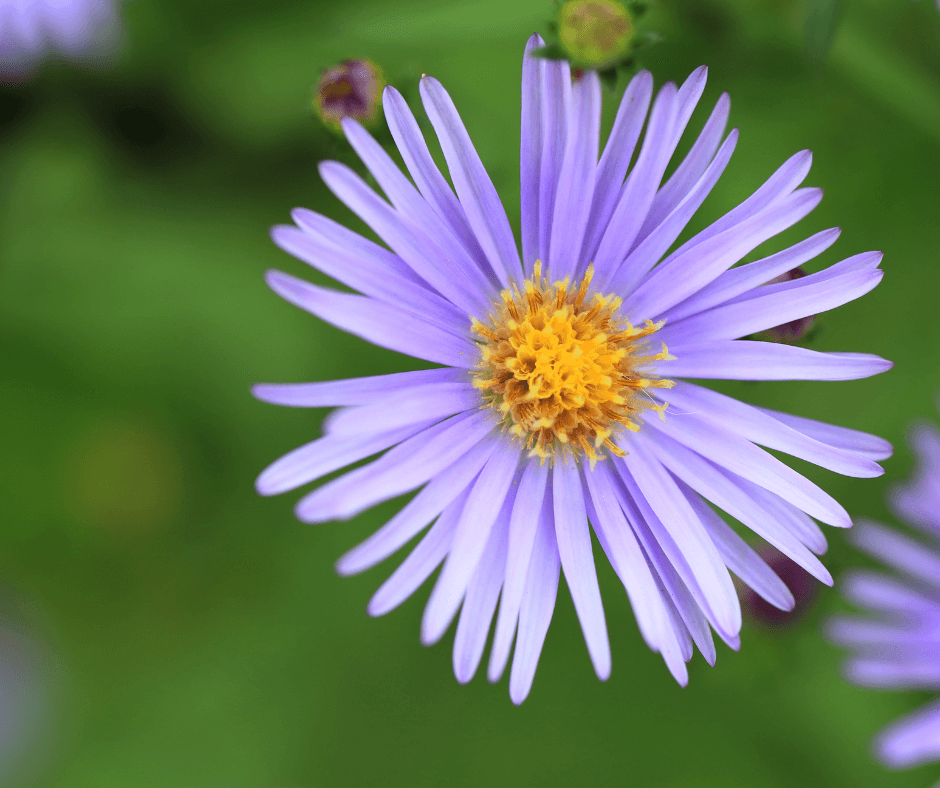 ShadeLoving Daisies Fafard