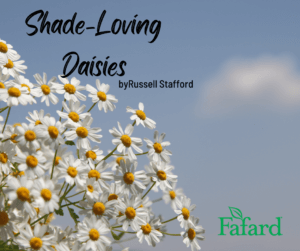 Shade-Loving Daisies