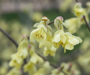 Pacific Horticulture  Witch Hazel: Queen of Winter