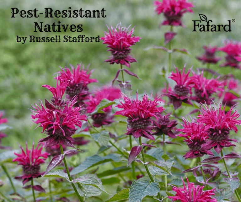 PestResistant Natives by Russell Stafford Fafard