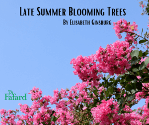 8 late-summer blooming plants - Little Tree Garden Market