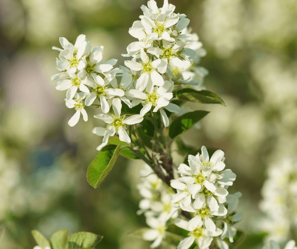 The spring flowers of Amelanchier nantucketensis develop into edible summer fruits.